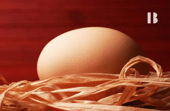Egg Incubator