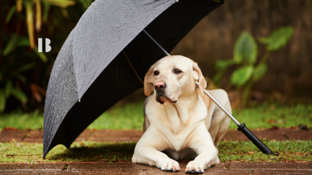 Best Waterproof Gadgets and Accessories for the Rainy Season