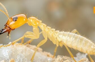 How to get rid of White ants termites from home naturally