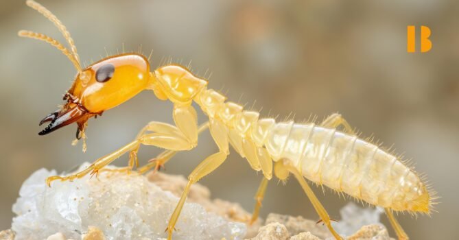 How to get rid of White ants termites from home naturally