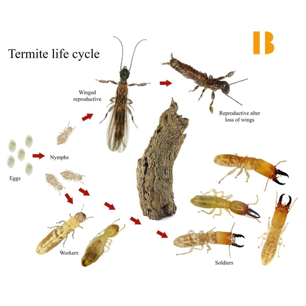 Life Cycle What is the life cycle of termites 1