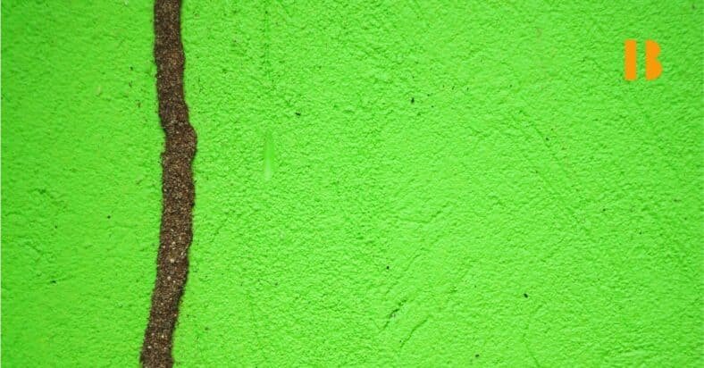 How to Get Rid of White Ants from Your House Naturally: 8 Effective Tips