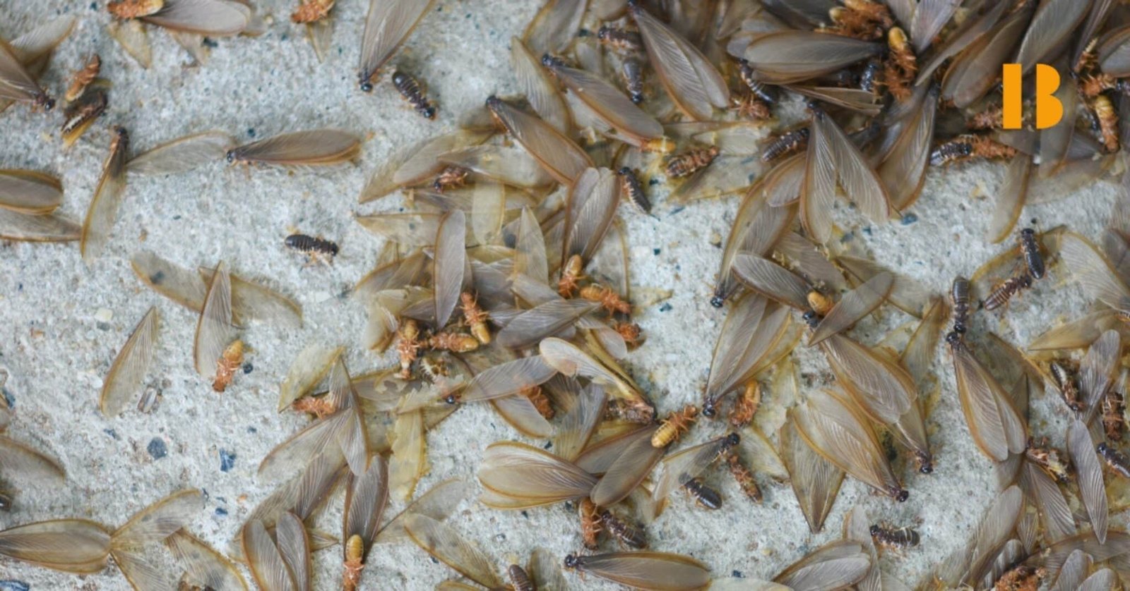 How to Get Rid of White Ants from Your House Naturally: 8 Effective Tips