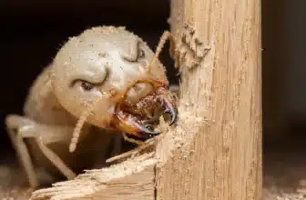 How to get rid of white ants and termites from home